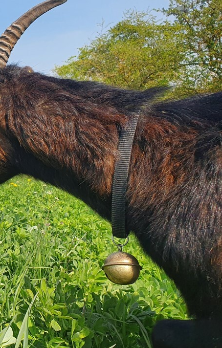 Ziegenwanderschelle extra große Rollenschelle (42 mm) vermessingt, poliert